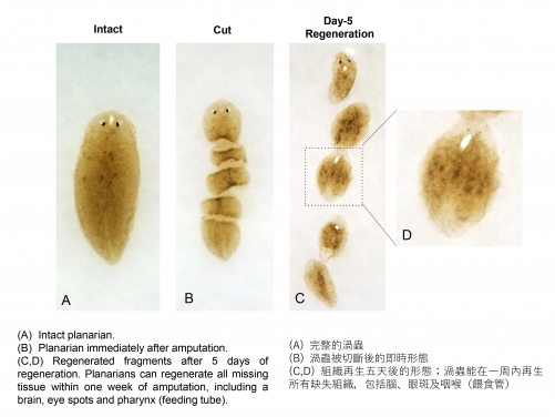 HKUMed identifies Collagen IV differentially regulates
planarian stem cell potency and lineage progression:
Striving towards tissue regeneration in humans
 